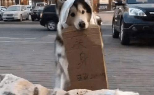 娱乐吃瓜酱小狗看坐在小车里