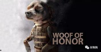 娱乐吃瓜汪星人是谁,网络红星的崛起之路